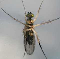 Dolichopus contiguus