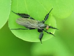 Rhamphomyia longicauda