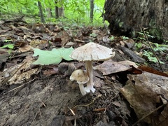 Inocybe velicopia