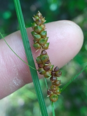 Carex caroliniana