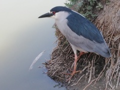Nycticorax nycticorax