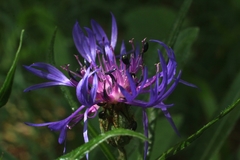 Centaurea lugdunensis