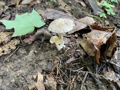 Inocybe velicopia