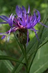 Centaurea lugdunensis