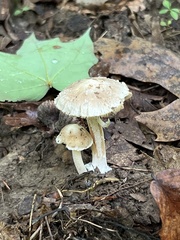 Inocybe velicopia