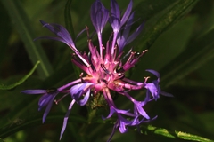 Centaurea lugdunensis