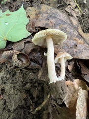 Inocybe velicopia