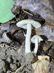Inocybe velicopia