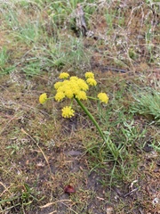 Lomatium triternatum triternatum