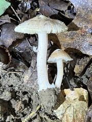 Inocybe velicopia