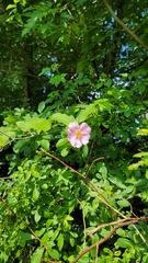 Rosa palustris