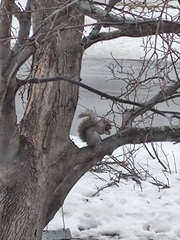 Sciurus carolinensis