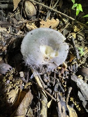 Russula redolens