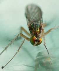 Dolichopus contiguus