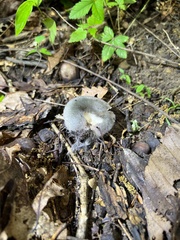Russula redolens
