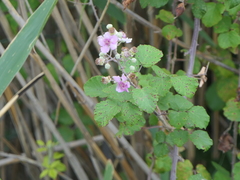 Rubus