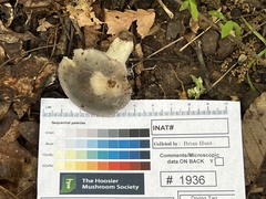 Russula redolens