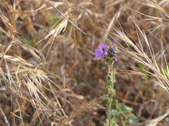 Malva