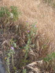 Malva sylvestris