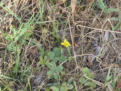Potentilla reptans