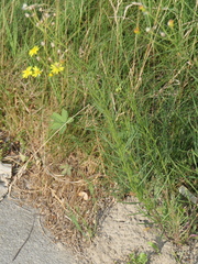 Angiospermae