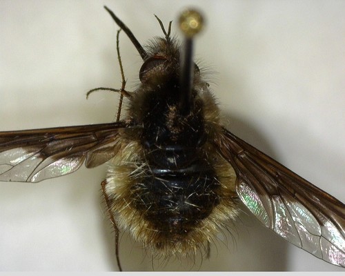 iNaturalist observation photo of Greater Bee Fly