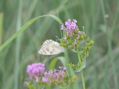 Melanargia
