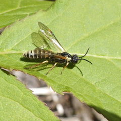 Strongylogaster multicincta