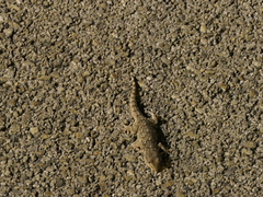 Tarentola mauritanica