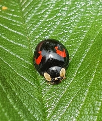 Harmonia axyridis