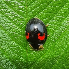 Harmonia axyridis