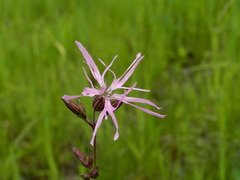 Silene flos-cuculi