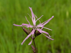 Silene flos-cuculi