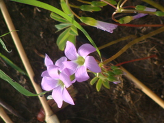 Oxalis hernandesii
