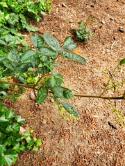 Toxicodendron diversilobum