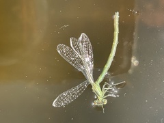 Ischnura perparva
