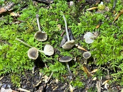 Hydropus praedecurrens