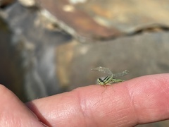 Ischnura perparva