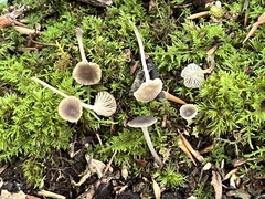 Hydropus praedecurrens