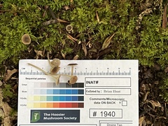Hydropus praedecurrens
