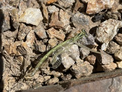 Ischnura perparva