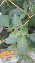 Zelus versicolor