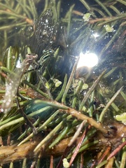 Ischnura perparva