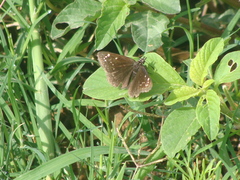 Pholisora