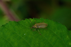 Dascillus