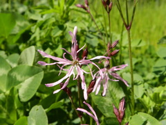 Silene flos-cuculi