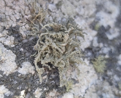 Lethariella intricata