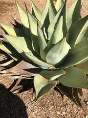 Agave ovatifolia