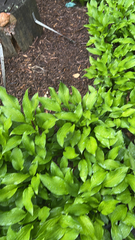 Allium ursinum