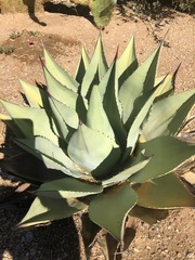 Agave ovatifolia